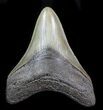 Serrated, Fossil Megalodon Tooth - Georgia #76555-1